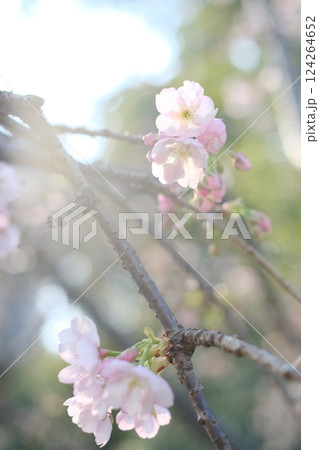桜咲く 124264652