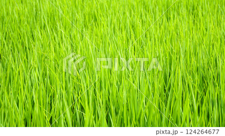 青々と生い茂る稲の葉が一面に広がる田んぼのクローズアップ写真 124264677