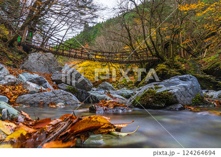 【徳島】秋の奥祖谷二重かずら橋 女橋【紅葉】 【徳島】秋の奥祖谷二重かずら橋 女橋【紅葉】 124264694