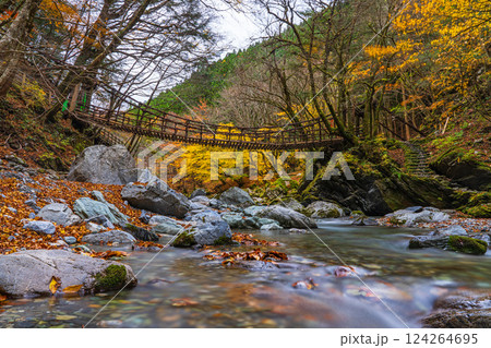【徳島】秋の奥祖谷二重かずら橋 女橋【紅葉】 【徳島】秋の奥祖谷二重かずら橋 女橋【紅葉】 124264695