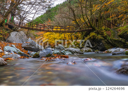 【徳島】秋の奥祖谷二重かずら橋 女橋【紅葉】 【徳島】秋の奥祖谷二重かずら橋 女橋【紅葉】 124264696