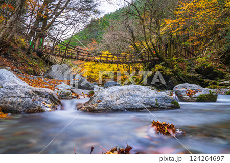 【徳島】秋の奥祖谷二重かずら橋　女橋【紅葉】 124264697