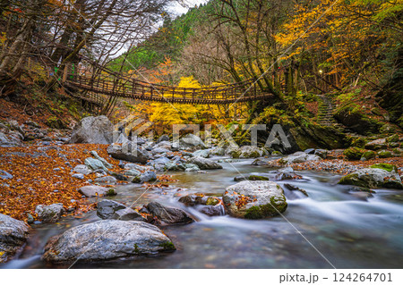 【徳島】秋の奥祖谷二重かずら橋 女橋【紅葉】 【徳島】秋の奥祖谷二重かずら橋 女橋【紅葉】 124264701