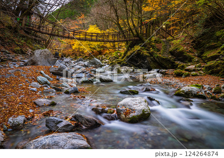 【徳島】秋の奥祖谷二重かずら橋　女橋【紅葉】 124264874
