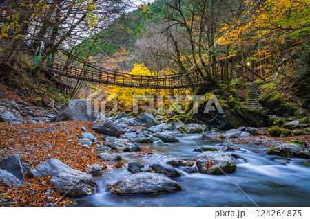 【徳島】秋の奥祖谷二重かずら橋 女橋【紅葉】 【徳島】秋の奥祖谷二重かずら橋 女橋【紅葉】 124264875