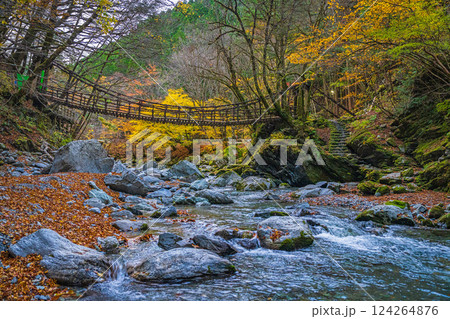 【徳島】秋の奥祖谷二重かずら橋 女橋【紅葉】 【徳島】秋の奥祖谷二重かずら橋 女橋【紅葉】 124264876