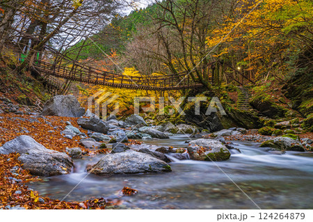 【徳島】秋の奥祖谷二重かずら橋　女橋【紅葉】 124264879