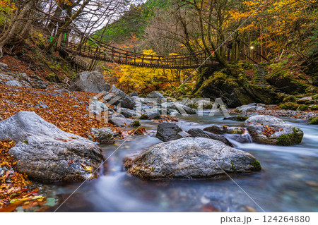 【徳島】秋の奥祖谷二重かずら橋　女橋【紅葉】 124264880