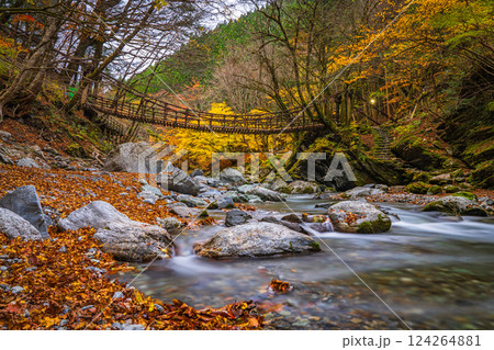 【徳島】秋の奥祖谷二重かずら橋　女橋【紅葉】 124264881