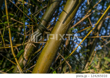 バンブー 青竹 竹 124265010