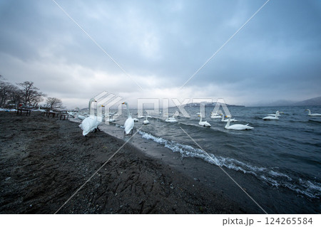 北海道　白鳥　野鳥　屈斜路湖　冬　雪　温泉 124265584