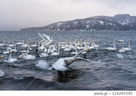 北海道　白鳥　野鳥　屈斜路湖　冬　雪　温泉 124265595