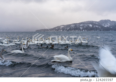 北海道　白鳥　野鳥　屈斜路湖　冬　雪　温泉 124265597