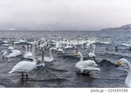 北海道　白鳥　野鳥　屈斜路湖　冬　雪　温泉 124265598