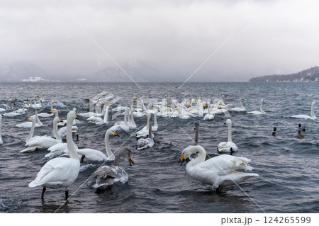 北海道　白鳥　野鳥　屈斜路湖　冬　雪　温泉 124265599