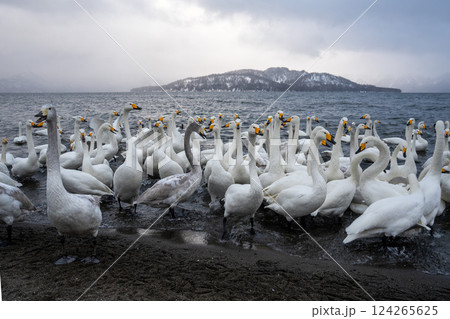 北海道　白鳥　野鳥　屈斜路湖　冬　雪　温泉 124265625