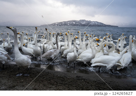 北海道 白鳥 野鳥 屈斜路湖 冬 雪 温泉 北海道 白鳥 野鳥 屈斜路湖 冬 雪 温泉 124265627