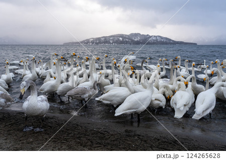北海道　白鳥　野鳥　屈斜路湖　冬　雪　温泉 124265628