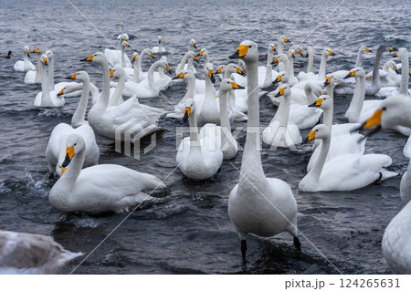 北海道　白鳥　野鳥　屈斜路湖　冬　雪　温泉 124265631