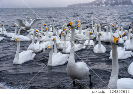 北海道　白鳥　野鳥　屈斜路湖　冬　雪　温泉 124265632