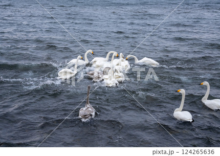 北海道　白鳥　野鳥　屈斜路湖　冬　雪　温泉 124265636