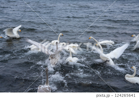 北海道　白鳥　野鳥　屈斜路湖　冬　雪　温泉 124265641