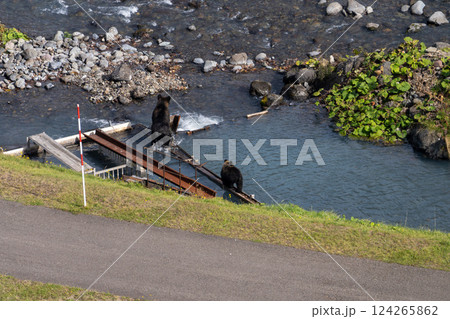 北海道　エゾヒグマ　熊　ヒグマ　野生　獣 124265862