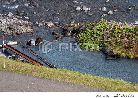 北海道　エゾヒグマ　熊　ヒグマ　野生　獣 124265873