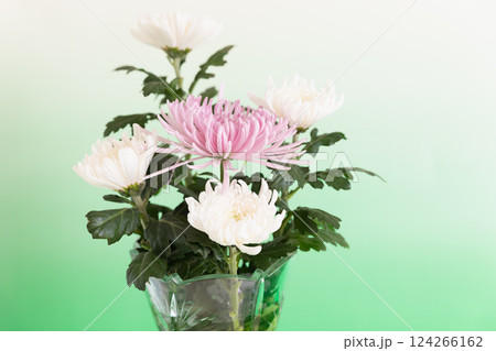 クリスタルの花瓶に生けた菊の花　グリーンバージョン 124266162