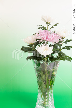クリスタルの花瓶に生けた菊の花　グリーンバージョン 124266165