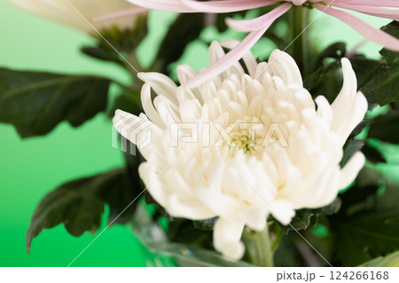 クリスタルの花瓶に生けた菊の花　グリーンバージョン 124266168