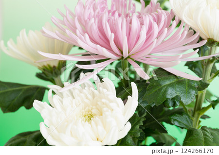 クリスタルの花瓶に生けた菊の花　グリーンバージョン 124266170