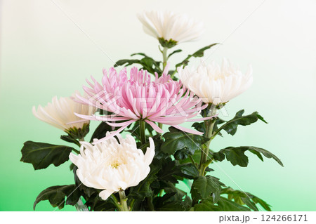 クリスタルの花瓶に生けた菊の花 グリーンバージョン クリスタルの花瓶に生けた菊の花 グリーンバージョン 124266171