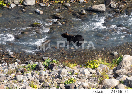 北海道　エゾヒグマ　熊　ヒグマ　野生　獣　　 124266176