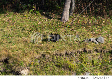 北海道　エゾヒグマ　熊　ヒグマ　野生　獣　　 124266177