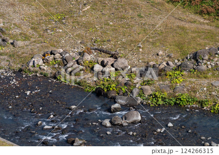 北海道　エゾヒグマ　熊　ヒグマ　野生　獣　 124266315