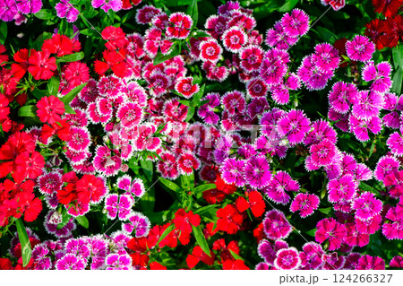 Beautiful Dianthus is blooming in the morning light.The orther name is Rainbow and Indien or China pink.  124266327