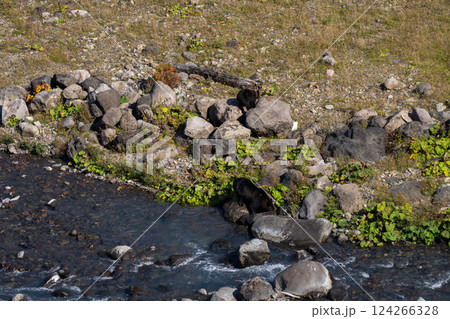 北海道 エゾヒグマ 熊 ヒグマ 野生 獣 北海道 エゾヒグマ 熊 ヒグマ 野生 獣 124266328