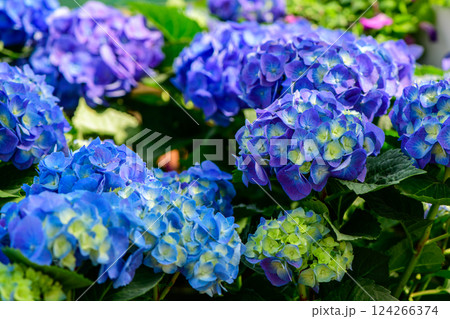 blue hydrangeas banner, close up. Purple blue pink hortensia flowers ion garden. Many Hydrangea macrophylla Blossom, blue hydrangeas banner, close up. Purple blue pink hortensia flowers ion garden. Many Hydrangea macrophylla Blossom, 124266374