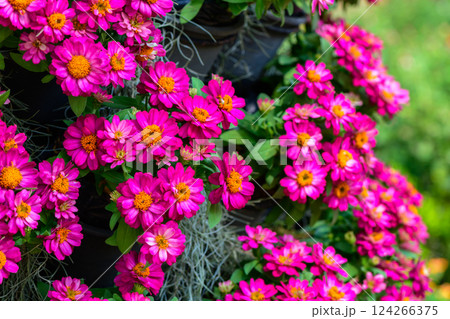 Pink Zinnia flower bud in macro shot. profusion Cherry Zinnias flower in garden, flower background Pink Zinnia flower bud in macro shot. profusion Cherry Zinnias flower in garden, flower background 124266375