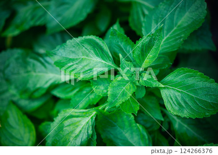 Tree basil or Clove basil or Ocimum gratissimum. it is a low shrub Serrated serrated saw-toothed leaves and hot taste. Tree basil or Clove basil or Ocimum gratissimum. it is a low shrub Serrated serrated saw-toothed leaves and hot taste. 124266376