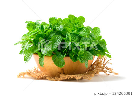 Fresh peppermint in wood bowl isolated on white background. It is widely used in food, beverages, cosmetics, and medicinal products due to its natural menthol content. Fresh peppermint in wood bowl isolated on white background. It is widely used in food, beverages, cosmetics, and medicinal products due to its natural menthol content. 124266391