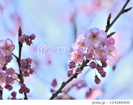 桜とつぼみ 124266400