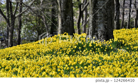 一面に咲くスイセン畑 124266410