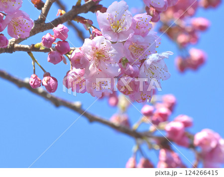 桜と青空 桜と青空 124266415