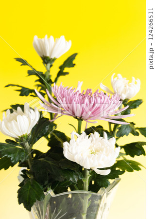 クリスタルの花瓶に生けた菊の花 イエローバージョン クリスタルの花瓶に生けた菊の花 イエローバージョン 124266511