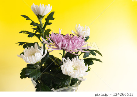 クリスタルの花瓶に生けた菊の花　イエローバージョン 124266513