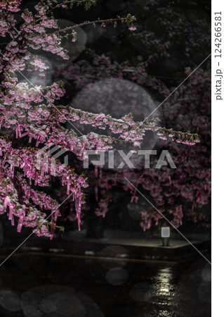 雪降る夜、桜神宮の河津桜 雪降る夜、桜神宮の河津桜 124266581