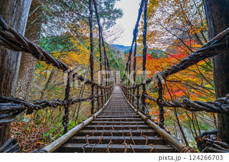 【徳島】秋の奥祖谷二重かずら橋　男橋【紅葉】 124266703