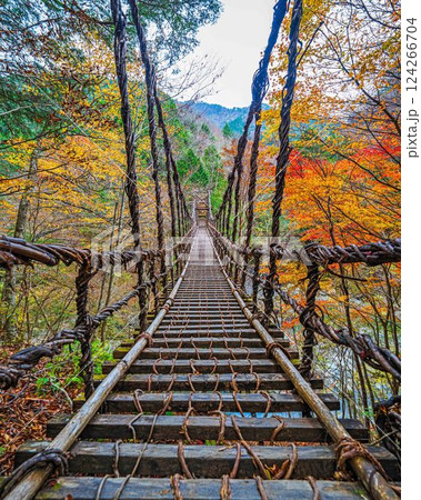 【徳島】秋の奥祖谷二重かずら橋　男橋【紅葉】 124266704